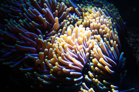 Flower-like sea animalの写真素材