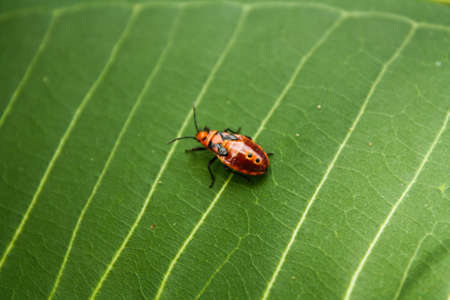 a bug lifeの写真素材