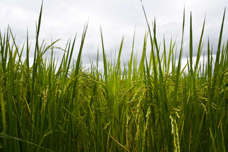 Rice.の写真素材