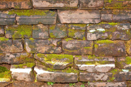 Plants on wallの写真素材