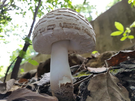 Wild mushroom