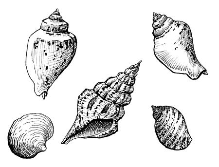 Sea shells - Pen and ink illustration.のイラスト素材