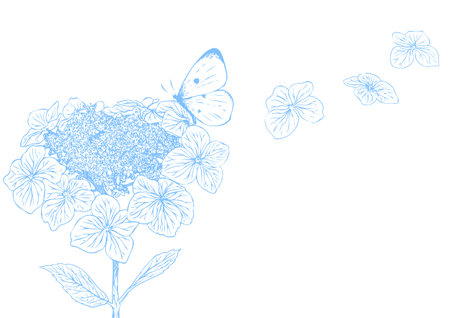 Hydrangea flower with butterfly