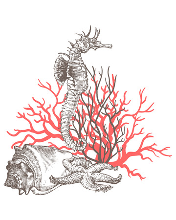 Corals, sea dragon, sea horse, sea shell, sea starのイラスト素材