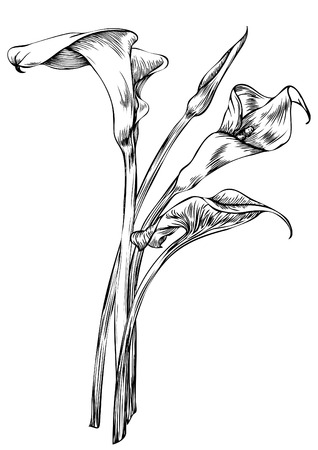 Hand drawn pen and ink Arum Calla botanical illustration. Colors can be changed easily. Flowers are separate groupsのイラスト素材