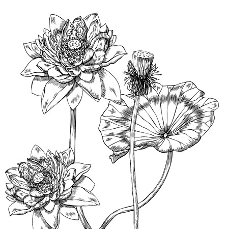 Hand drawn pen and ink lotus botanical illustration. Colors can be changed easily. Flowers are separate groupsのイラスト素材