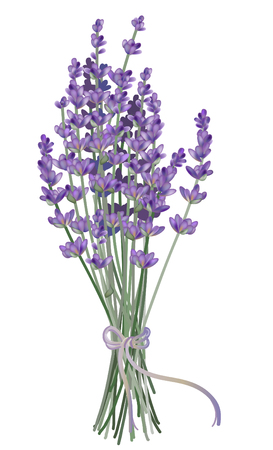 Realistic lavender illustration.のイラスト素材