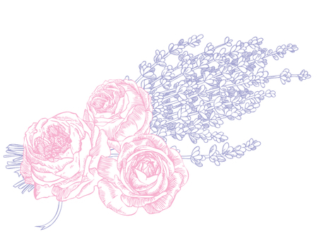 Hand drawn pen and ink lavender and roses illustration.のイラスト素材