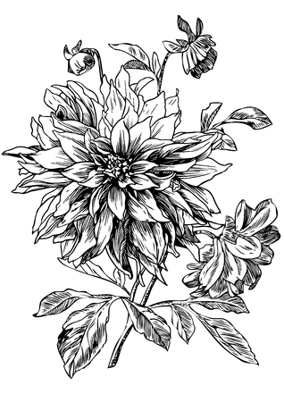 Hand drawn pen and ink Dahlia illustration.のイラスト素材