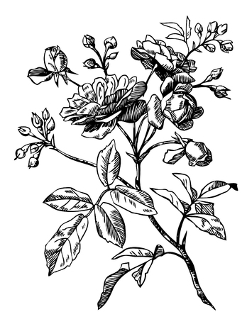 Hand drawn roses illustration in pen and ink style.のイラスト素材