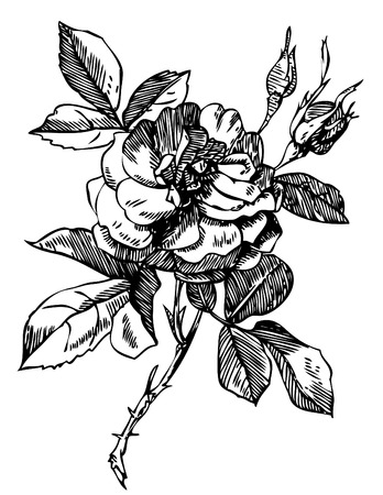 Hand drawn engraving illustration.のイラスト素材