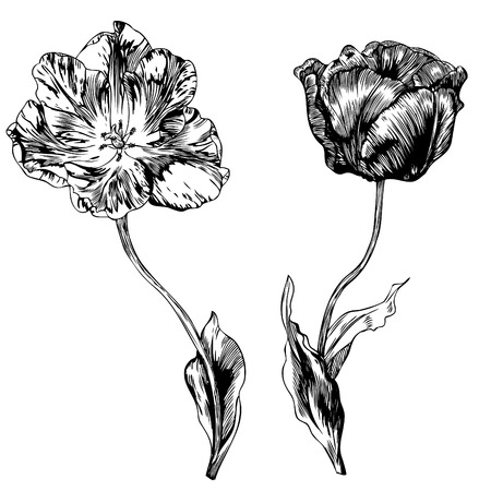 Tulips, spring flowers - hand drawn pen and ink illustration.のイラスト素材
