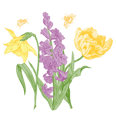 Hyacinth, daffodil, narcissus and tulips, spring flowers - hand drawn pen and ink illustration.のイラスト素材