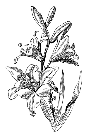 Hand drawn pen and ink Lily botanical illustration. Colors can be changed easily. Flowers are separate groupsのイラスト素材