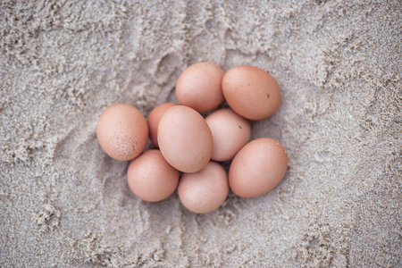 Egg sleep in sand