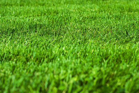 Green grass textureの写真素材