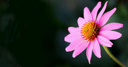Pink petaled flower extending out next to a black backgroundの写真素材