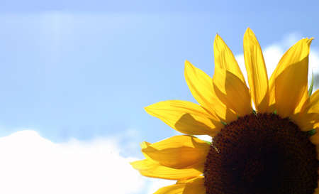 Half of sunflower with blue sky backgroundの写真素材