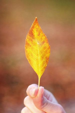 woman holding a single leaf in her hand