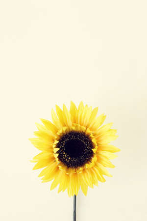 Yellow flower against a tan backgroundの写真素材