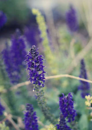 Close-up image of purple flowers in a flower bed in spring timeの写真素材
