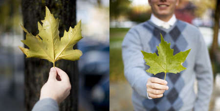 close- up diptych of one man wearing sweater holding leaf in hand の写真素材