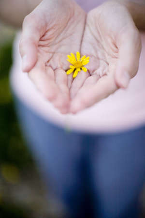 small yellow flower rests in between two handsの写真素材