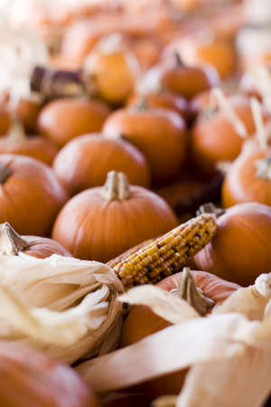 an autumn scene with corn husks and orange pumpkins outside during fall の写真素材