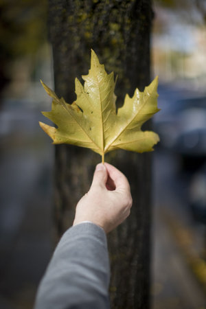 Man holding leaf outside against the bark of a tree to show the single leaf in the air as he holds...