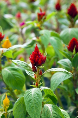 Ornamental plants on a bedの写真素材