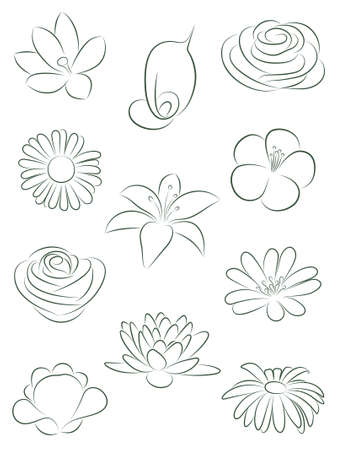 Set of flowers.  illustration.のイラスト素材