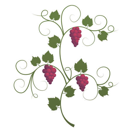 Silhouette of a vine with grapes.   illustration.のイラスト素材