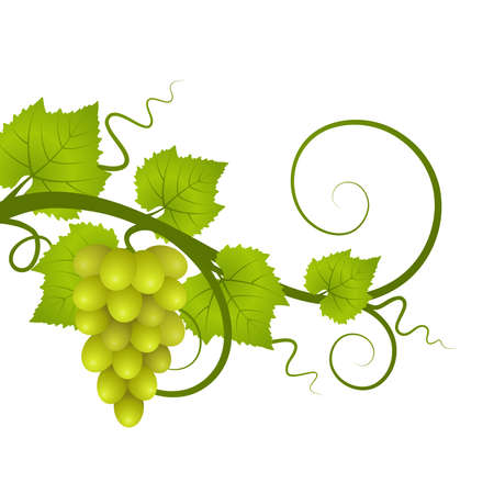 Vine.のイラスト素材