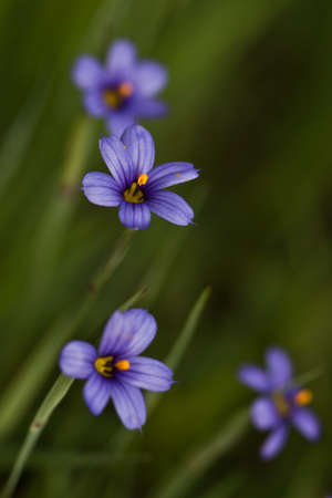 Blue wildflower   の写真素材