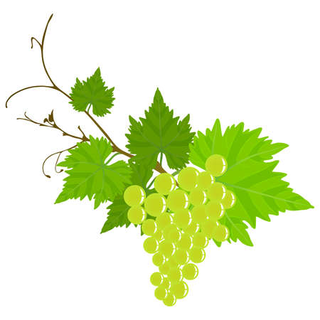 Grape vine. のイラスト素材