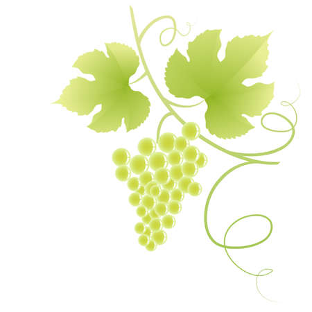 Grape vine. のイラスト素材