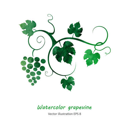 Watercolor style grapevine. Vector illustration.のイラスト素材