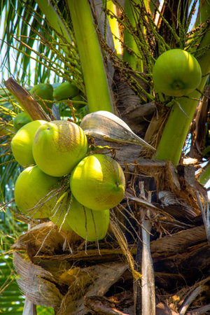 coconuts