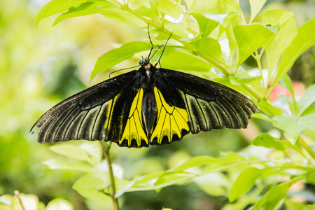 butterfly ,select focusの写真素材