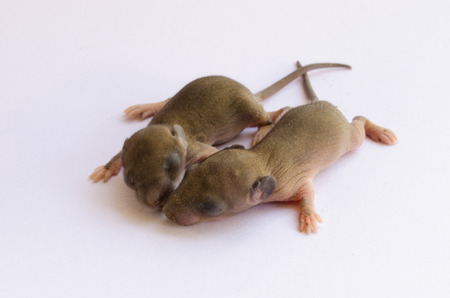 baby rats on white backgroundの写真素材