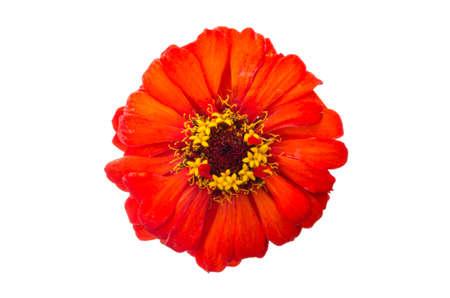 head of orange zinnia flower on white backgroundの写真素材