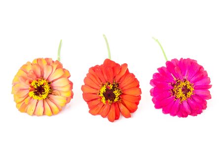 three zinnia flowers on white backgroundの写真素材