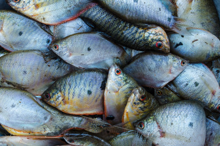 gourami fish background for cooking