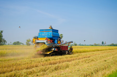rice harvester on working in rice fields
