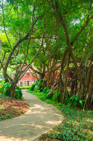 sidewalk with tree in parkの写真素材