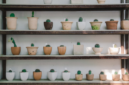 cactus trees on shelfの写真素材