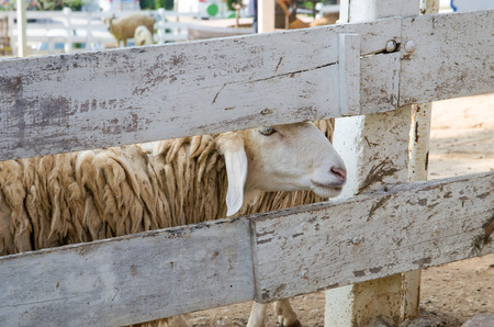 sheep in wooden cageの写真素材