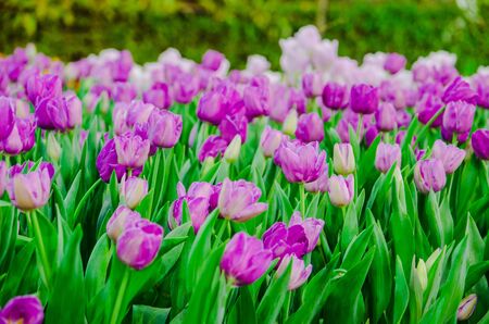 purple tulips flower fieldの写真素材