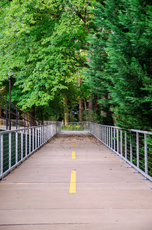 cement walkway across green forest