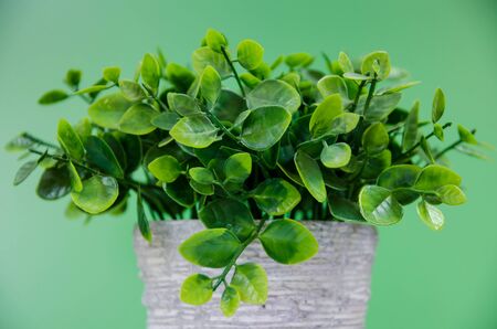 tree pot with green backgroundの写真素材